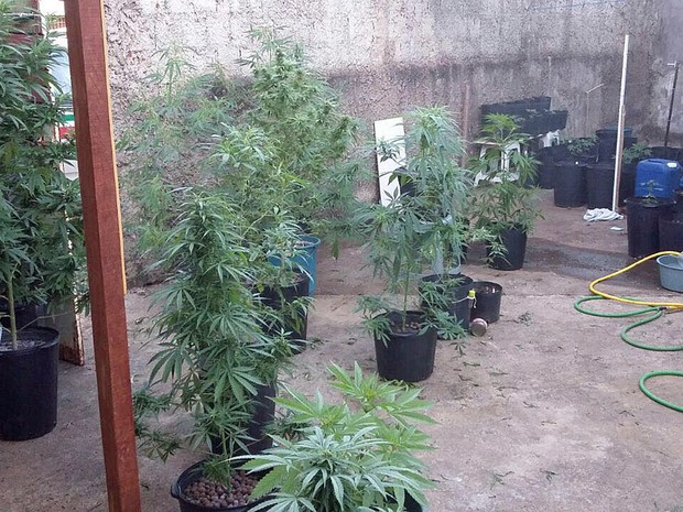 maconha2