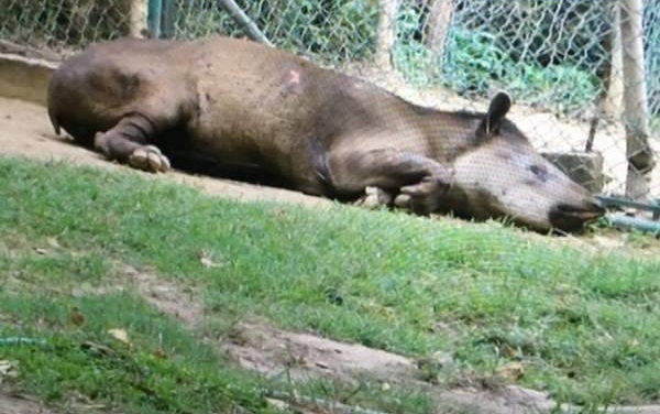 Anta morre de fome em zoológico estatal na Venezuela