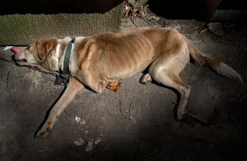 Cães famintos são abandonados nas ruas da Venezuela